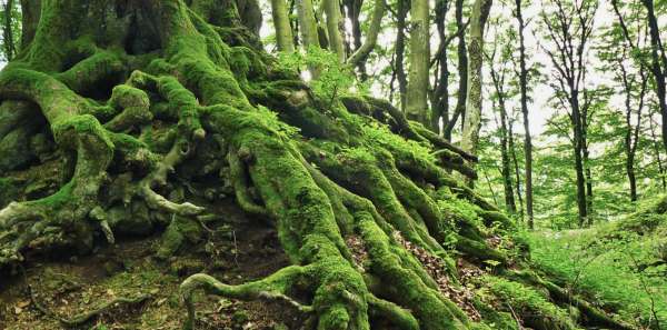 Healing the Root Cause of Disease